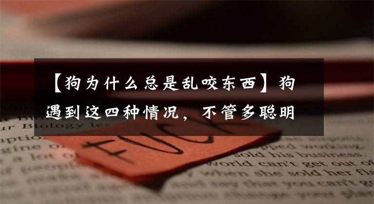 【狗为什么总是乱咬东西】狗遇到这四种情况，不管多聪明，都会咬主人一口。文章配图
