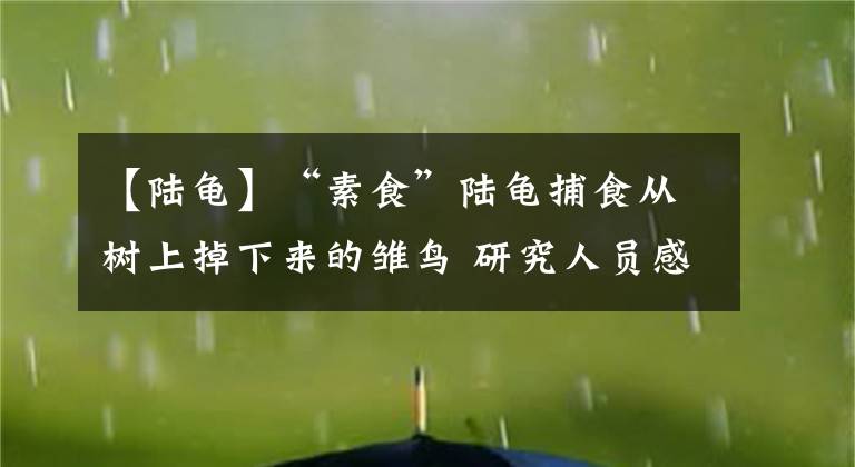 【陆龟】“素食”陆龟捕食从树上掉下来的雏鸟 研究人员感到出乎意料