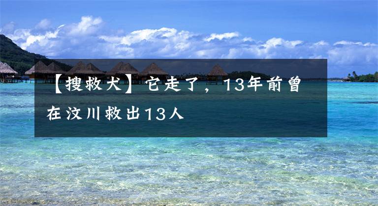 【搜救犬】它走了，13年前曾在汶川救出13人