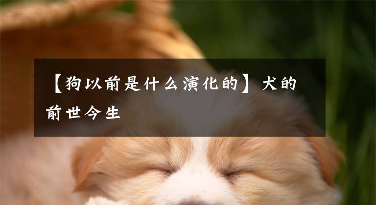 【狗以前是什么演化的】犬的前世今生文章配图