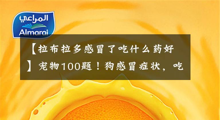 【拉布拉多感冒了吃什么药好】宠物100题！狗感冒症状，吃什么药有效？建议收藏文章配图