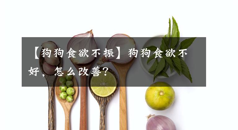 【狗狗食欲不振】狗狗食欲不好，怎么改善？