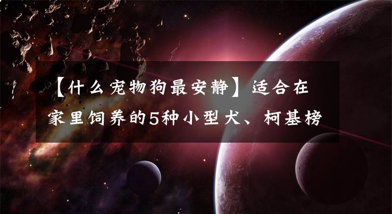 【什么宠物狗最安静】适合在家里饲养的5种小型犬、柯基榜上有名，第五种非常安静文章配图