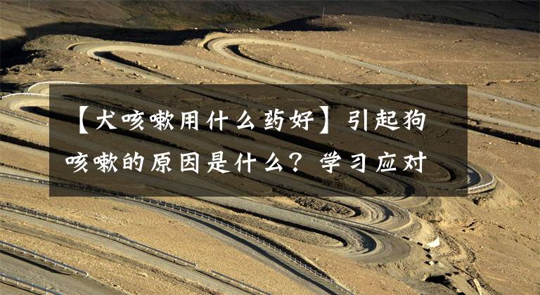 【犬咳嗽用什么药好】引起狗咳嗽的原因是什么？学习应对措施#狗明星#文章配图