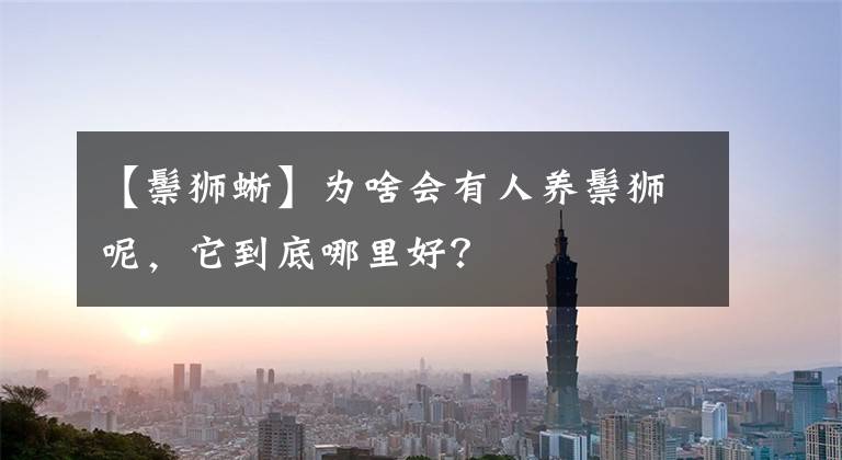 【鬃狮蜥】为啥会有人养鬃狮呢，它到底哪里好？