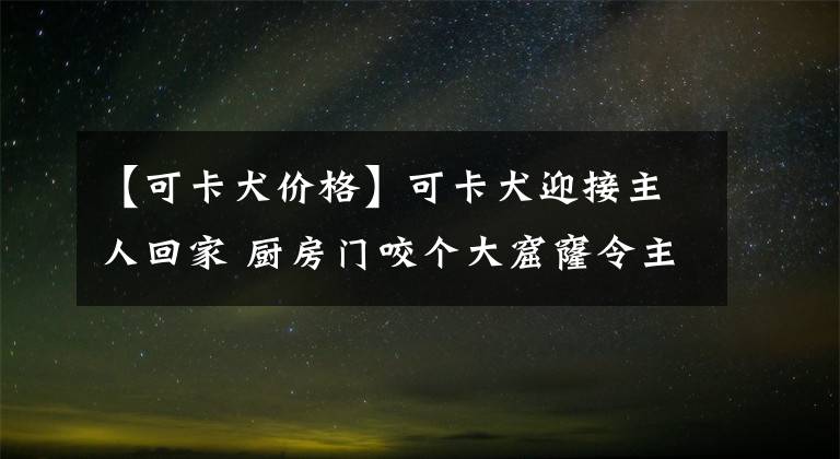 【可卡犬价格】可卡犬迎接主人回家 厨房门咬个大窟窿令主人无语