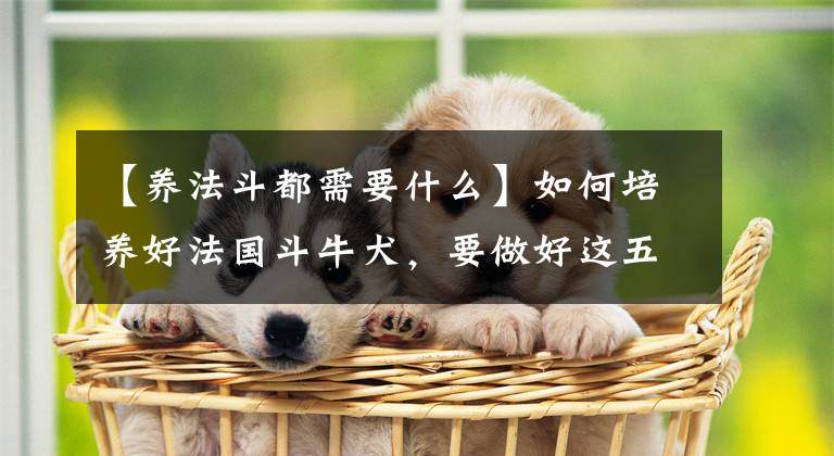 【养法斗都需要什么】如何培养好法国斗牛犬，要做好这五件事。否则，肠胃容易出现问题文章配图