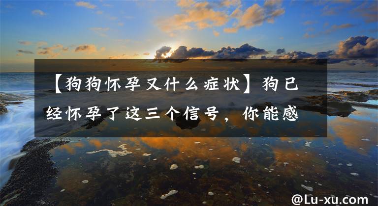 【狗狗怀孕又什么症状】狗已经怀孕了这三个信号，你能感觉到吗？文章配图