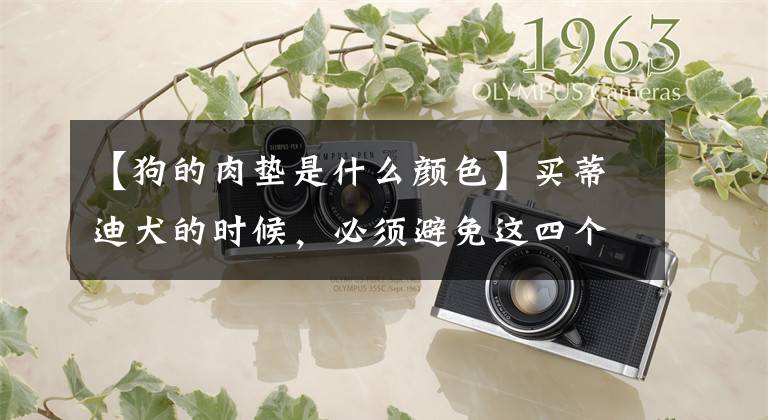 【狗的肉垫是什么颜色】买蒂迪犬的时候，必须避免这四个“缺陷”。因为不纯文章配图