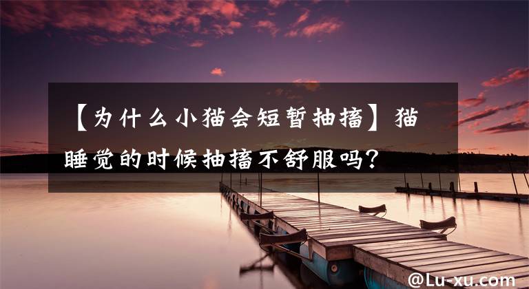 【为什么小猫会短暂抽搐】猫睡觉的时候抽搐不舒服吗？文章配图