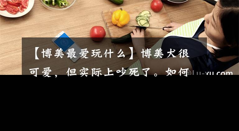 【博美最爱玩什么】博美犬很可爱，但实际上吵死了。如何训练这样的狗？文章配图