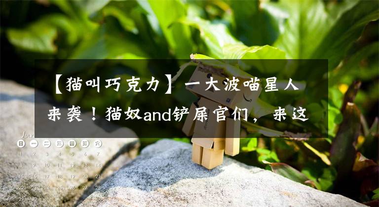 【猫叫巧克力】一大波喵星人来袭！猫奴and铲屎官们，来这里找找你的专属应用