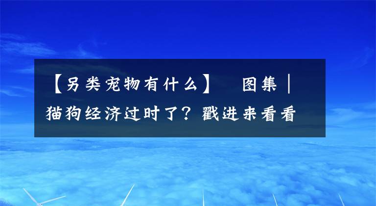 【另类宠物有什么】​图集｜猫狗经济过时了？戳进来看看！这里的另类爬宠有木有萌到你？