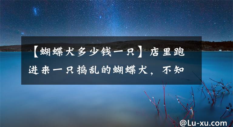 【蝴蝶犬多少钱一只】店里跑进来一只捣乱的蝴蝶犬，不知道怎么办了