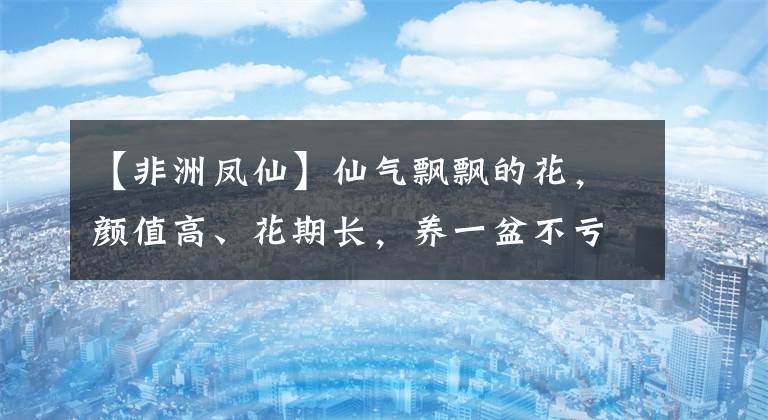 【非洲凤仙】仙气飘飘的花，颜值高、花期长，养一盆不亏