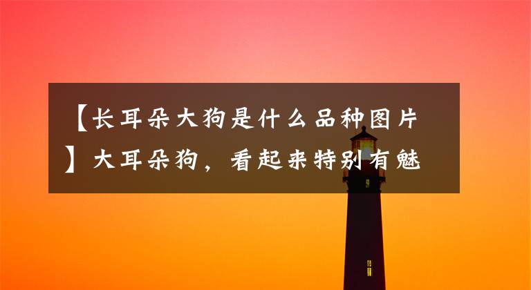 【长耳朵大狗是什么品种图片】大耳朵狗，看起来特别有魅力，你喜欢哪个？文章配图
