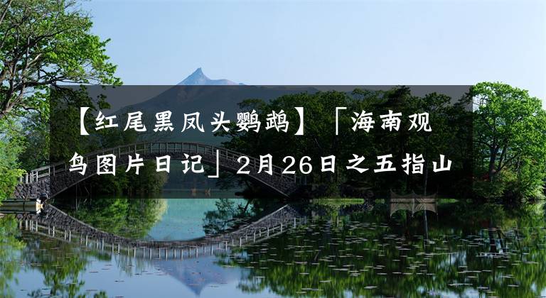 【红尾黑凤头鹦鹉】「海南观鸟图片日记」2月26日之五指山（80P）