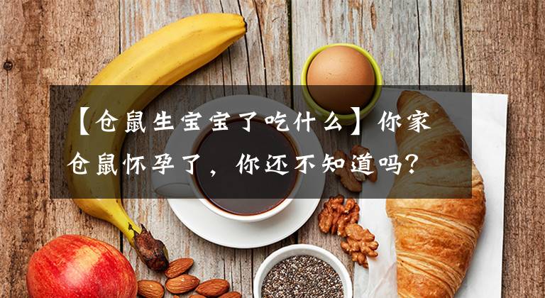 【仓鼠生宝宝了吃什么】你家仓鼠怀孕了，你还不知道吗？文章配图