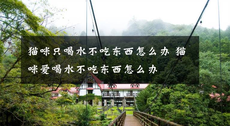 猫咪只喝水不吃东西怎么办 猫咪爱喝水不吃东西怎么办文章配图