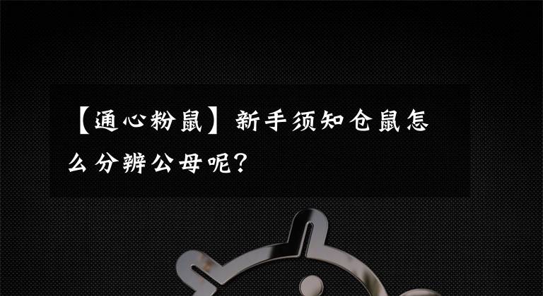 【通心粉鼠】新手须知仓鼠怎么分辨公母呢？