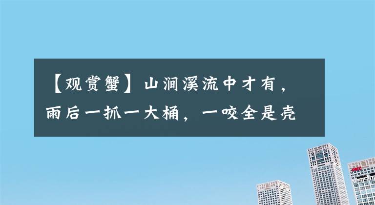 【观赏蟹】山涧溪流中才有，雨后一抓一大桶，一咬全是壳，却有很多人爱吃