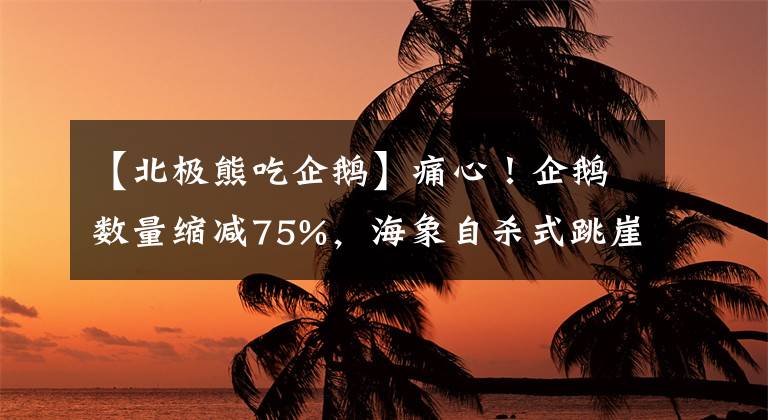 【北极熊吃企鹅】痛心！企鹅数量缩减75%，海象自杀式跳崖，北极熊吃幼崽该警醒了