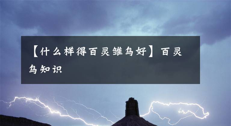 【什么样得百灵雏鸟好】百灵鸟知识文章配图