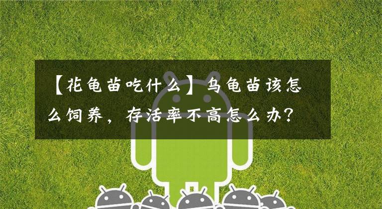 【花龟苗吃什么】乌龟苗该怎么饲养，存活率不高怎么办？文章配图
