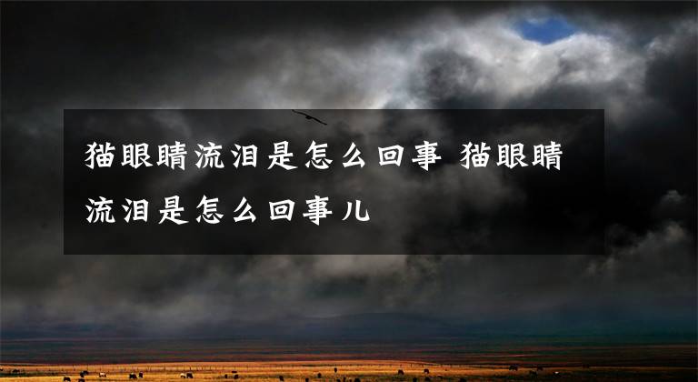 猫眼睛流泪是怎么回事 猫眼睛流泪是怎么回事儿文章配图