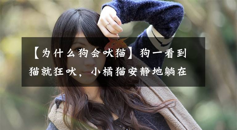 【为什么狗会吠猫】狗一看到猫就狂吠，小橘猫安静地躺在狗面前挑衅。算我输吧文章配图