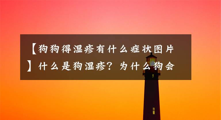 【狗狗得湿疹有什么症状图片】什么是狗湿疹？为什么狗会得湿疹？狗得了湿疹该怎么办？文章配图