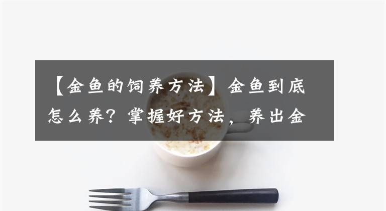 【金鱼的饲养方法】金鱼到底怎么养？掌握好方法，养出金鱼的好状态并不难