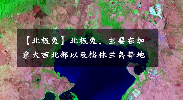 【北极兔】北极兔，主要在加拿大西北部以及格林兰岛等地区活跃