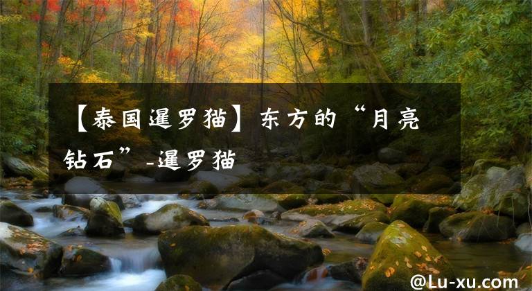 【泰国暹罗猫】东方的“月亮钻石”-暹罗猫