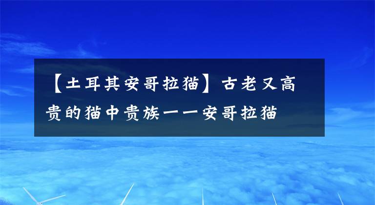 【土耳其安哥拉猫】古老又高贵的猫中贵族一一安哥拉猫