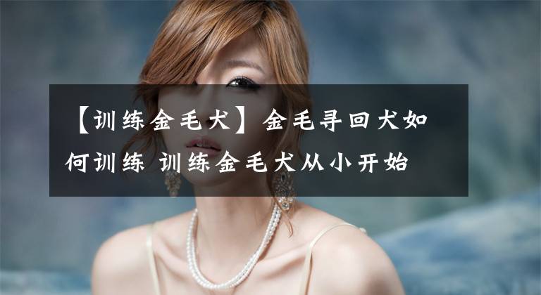【训练金毛犬】金毛寻回犬如何训练 训练金毛犬从小开始