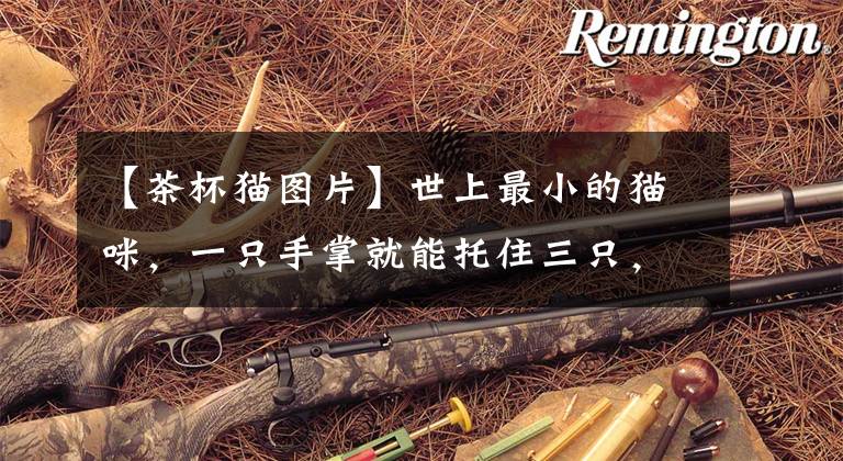 【茶杯猫图片】世上最小的猫咪，一只手掌就能托住三只，茶杯都能当成窝睡