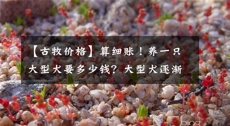 【古牧价格】算细账！养一只大型犬要多少钱？大型犬逐渐成为中产标配