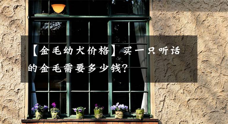【金毛幼犬价格】买一只听话的金毛需要多少钱？