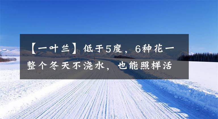 【一叶兰】低于5度，6种花一整个冬天不浇水，也能照样活