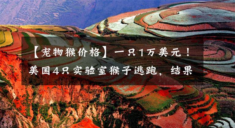 【宠物猴价格】一只1万美元！美国4只实验室猴子逃跑，结果怎么样？干什么用？