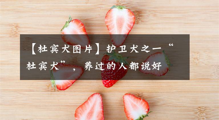 【杜宾犬图片】护卫犬之一“杜宾犬”，养过的人都说好