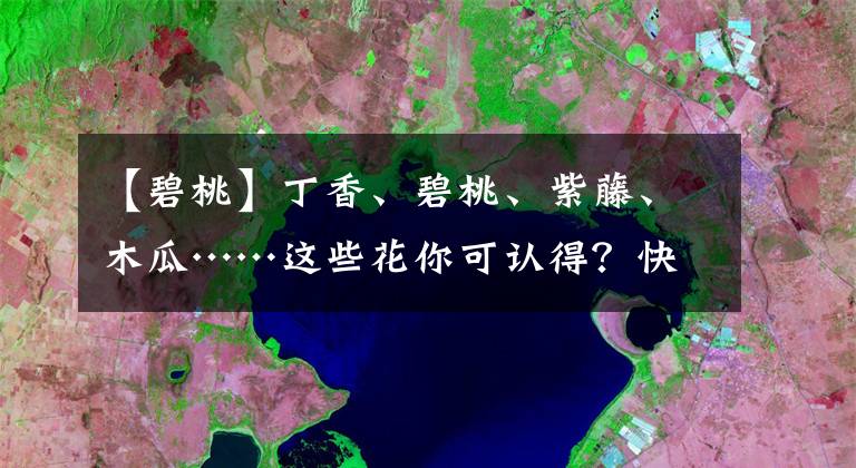【碧桃】丁香、碧桃、紫藤、木瓜……这些花你可认得？快来岱庙涨知识吧