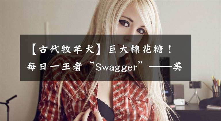 【古代牧羊犬】巨大棉花糖！每日一王者“Swagger”——美国AKC英国古代牧羊犬一代骄子