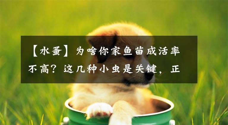 【水蚤】为啥你家鱼苗成活率不高？这几种小虫是关键，正确防治才能赚钱