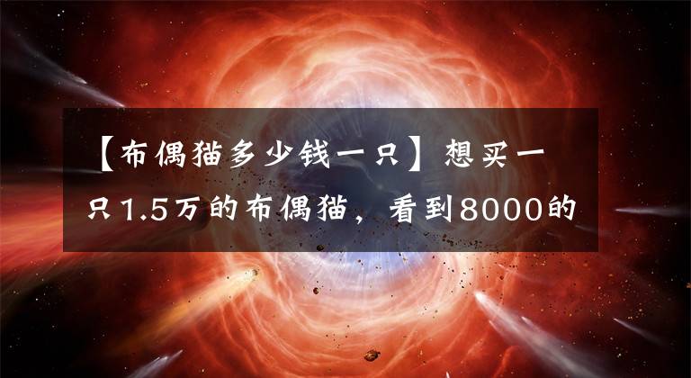 【布偶猫多少钱一只】想买一只1.5万的布偶猫，看到8000的布偶 都不许动马上转钱