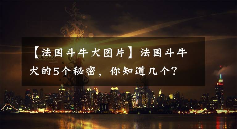 【法国斗牛犬图片】法国斗牛犬的5个秘密，你知道几个？