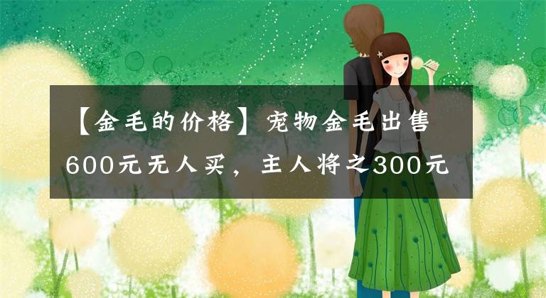 【金毛的价格】宠物金毛出售600元无人买，主人将之300元卖给狗肉商贩？