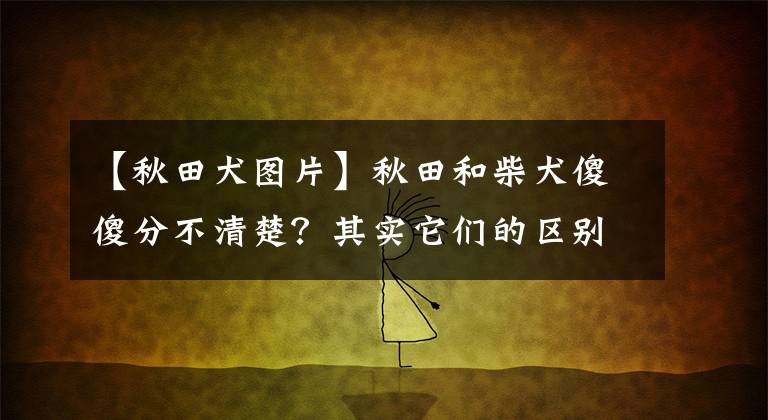 【秋田犬图片】秋田和柴犬傻傻分不清楚？其实它们的区别可大了