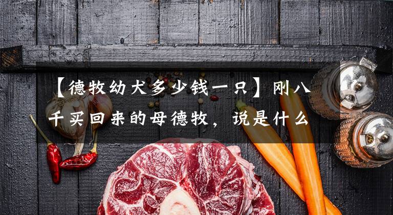 【德牧幼犬多少钱一只】刚八千买回来的母德牧，说是什么豪斯的后代，有经验能不能帮我看看